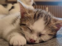 2 kleine Kätzchen 11 Wochen alt