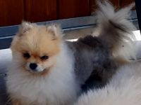 Pomeranian-Zwergspitz Deckrüde freut sich auf Damenbesuch