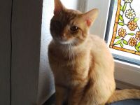 Simba und glücky suchen ein neues Zuhause