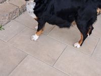 Unsere Fellnasen suchen ein Zuhause