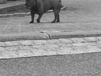 Französische Bulldogge sucht neues zu Hause