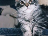 Mainehunters B'Chunky