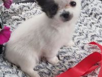 Mini chiwauwa welpen