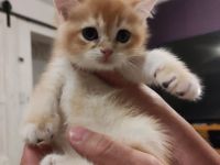 BKH Katerchen in black golden shell mit Stammbaum