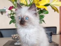Ragdoll Kitten mit Stammbaum