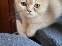 Bkh kitten zu verkaufen