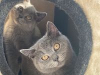 Süße BKH Kätzchen zu verkaufen