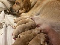 Reinrassige Labrador Welpen