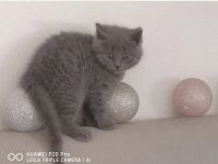 Bkh Kätzchen zu verkaufen