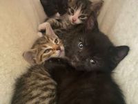 Kitten Katzenbabys zu verkaufen