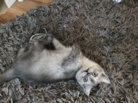 Bkh Mädchen reinrassig