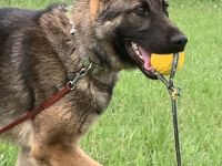 Deutscher Schäferhund 8 Monate