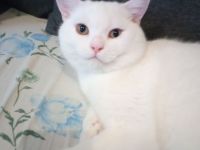 BKH, britisch Kurzhaar