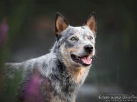 Australian Cattle Dog Deckrüde