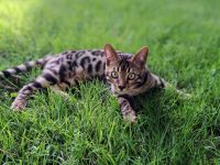 Der größte Schmuser der Welt zu verkaufen.