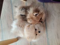 Titel: Zwergspitz | Pomeranian | Spitz- Welpen suchen ihr Zuhause 🐶🏡