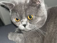 Britisch kurzhaar Kater