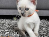 Siam Kitten Blue Point