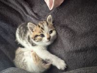 4 wunderschöne BKH Kitten