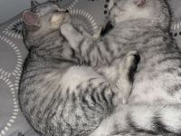 Katzen suchen eine liebevolle Zuhause