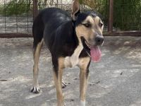 Zoro liebt das Wasser