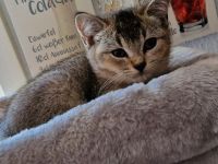 BKH Kitten suchen ein neues Zuhause