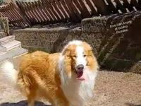 American Collie Deckrüde