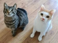 Einjährige Katze Molly und einjähriger Kater Bucky suchen ein gemeinsames, liebevolles Zuhause.