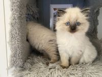 Siam/Maincoon Kitten