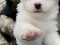 Welpen Spitz Großspitz weiß