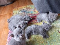 4 zuckersüße BKH Kitten und 1 BKL Baby ab 06.06.23