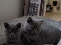 Verschmuste BKH Kitten w und m