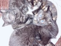 kleine Kitten zum Liebhaben