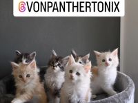 Maine Coon Kitten Reinrassig mit Stammbaum