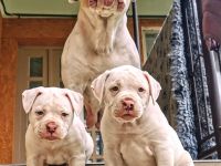 rasstypische American Bulldog Welpen, extrem Bully Typ