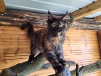 Maine Coon Babys mit Stammbaum