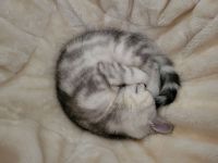 Kleine BKH Dame such ein Zuhause