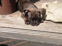 Französische Bulldogge Welpe Rüde mit Nase und Rute in Standartfarben