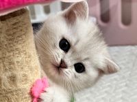 BKH Kitten mit exzellentem Stammbaum Silver Shaded