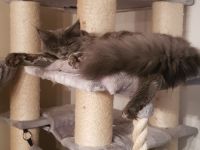 2 Maine coon kitten