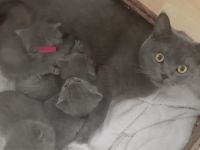 BKH Kittens Kartäuser Chartreux Russisch