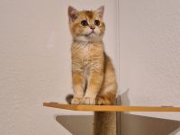 Reinrassige BKH und BLH Kitten mit Stammbaum