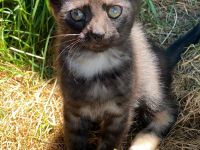 2liebe Kätzchen,weibl., geb.08.04.23