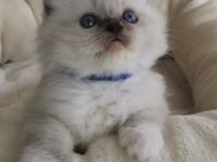 Ragdoll Kitten mit FIFE Stammbaum