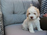 Lagotto Romagnolo Welpen - Allergikerfreundliche Rasse