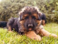 Welpen Schäferhund Langstockhaar