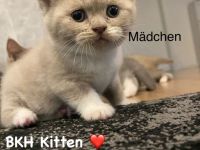 Reinrassige BKH Kitten