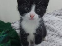 Europäische kurzhaarige Katzen