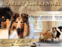 Collie-Welpen mit Stammbaum FCI