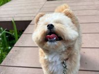 süße pommersche Welpen